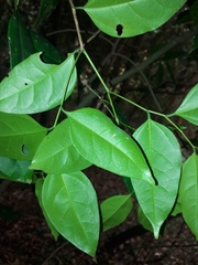 Celtis paniculata