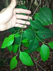 Celtis paniculata