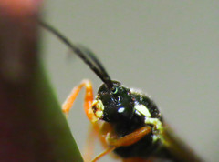 Diplazontinae