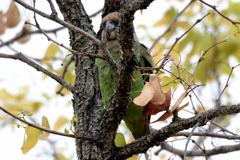 Poicephalus cryptoxanthus