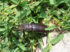 Nothopleurus lobigenis