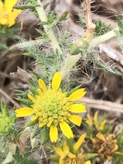 Centromadia fitchii