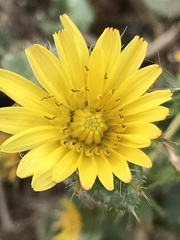 Centromadia fitchii