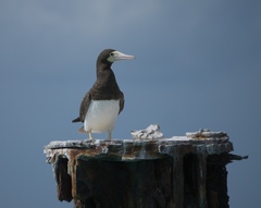 Sula leucogaster leucogaster