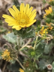 Centromadia fitchii