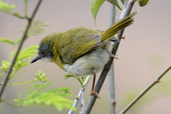Apalis flavida