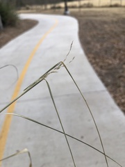 Leptochloa dubia