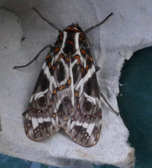 Phaegoptera histrionica