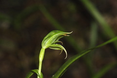 Pterostylis porrecta
