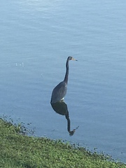 Egretta tricolor image