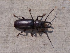 Nothopleurus lobigenis