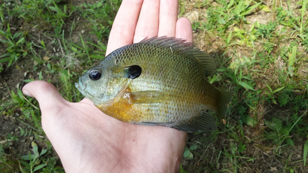 블루길 from Greene County, AR, USA on 2019년 07월 25일 (목) at 03:06 오후 by Joe · iNaturalist 블루길 (Lepomis macrochirus)