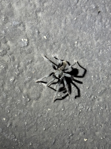 iNaturalist observation photo of Aphonopelma