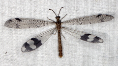 Glenoleon pulchellus