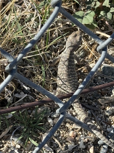 iNaturalist observation photo of Desert Iguana