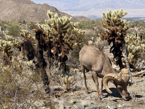iNaturalist observation photo of Bighorn Sheep