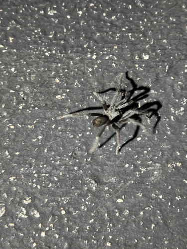 iNaturalist observation photo of Aphonopelma