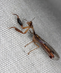 Austromantispa trevori