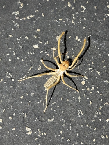 iNaturalist observation photo of Eremobatinae