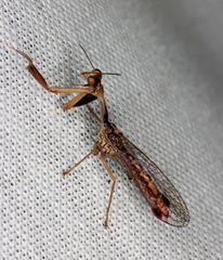 Austromantispa trevori