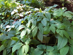 Cyclanthera integrifoliola