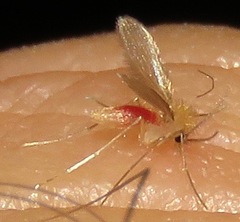 Phlebotominae