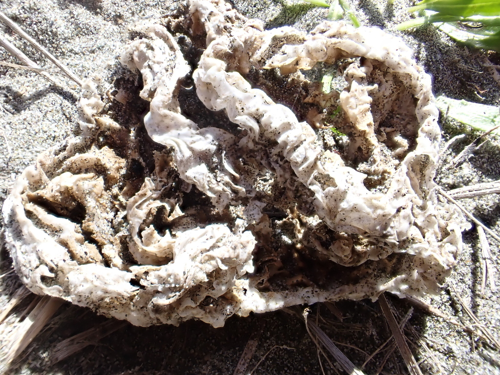 Ileodictyon cibarium · September 2025 · photo: © arnim (iNaturalist, cc-by)