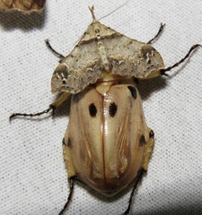Ancognatha
