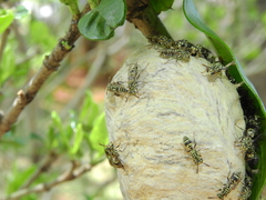 Protopolybia exigua