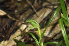 Pterostylis porrecta
