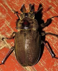 Sphaenognathus giganteus