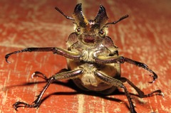 Sphaenognathus giganteus