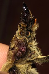 Sphaenognathus giganteus