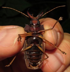 Macrodontia zischkai