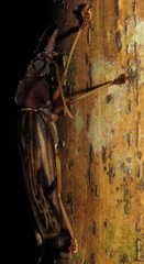 Macrodontia zischkai