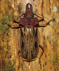 Macrodontia zischkai