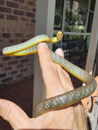 Common Tree Snake sighting