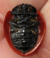 Cyrtonota banghaasi