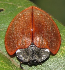 Cyrtonota banghaasi