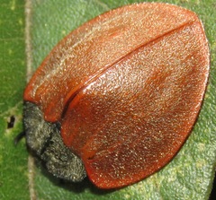 Cyrtonota banghaasi