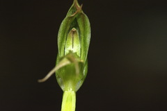 Pterostylis porrecta