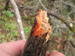 Phanerochaete sanguinea