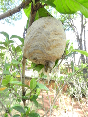 Protopolybia exigua