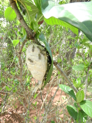 Protopolybia exigua