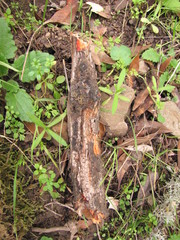 Phanerochaete sanguinea