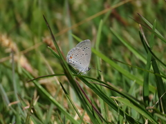 Cupido comyntas texana