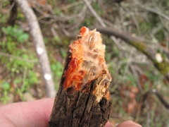 Phanerochaete sanguinea