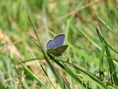 Cupido comyntas texana