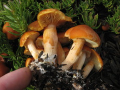 Gymnopilus sapineus image