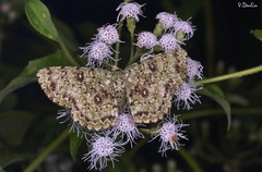 Ophthalmitis